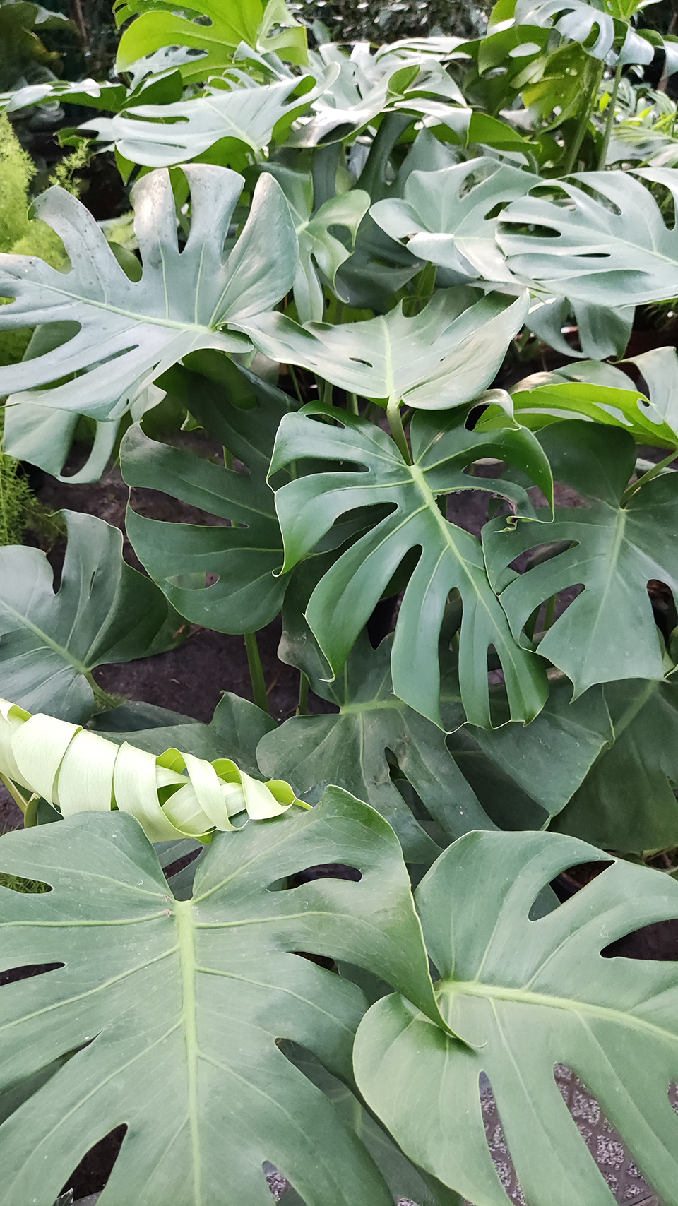 Monstera