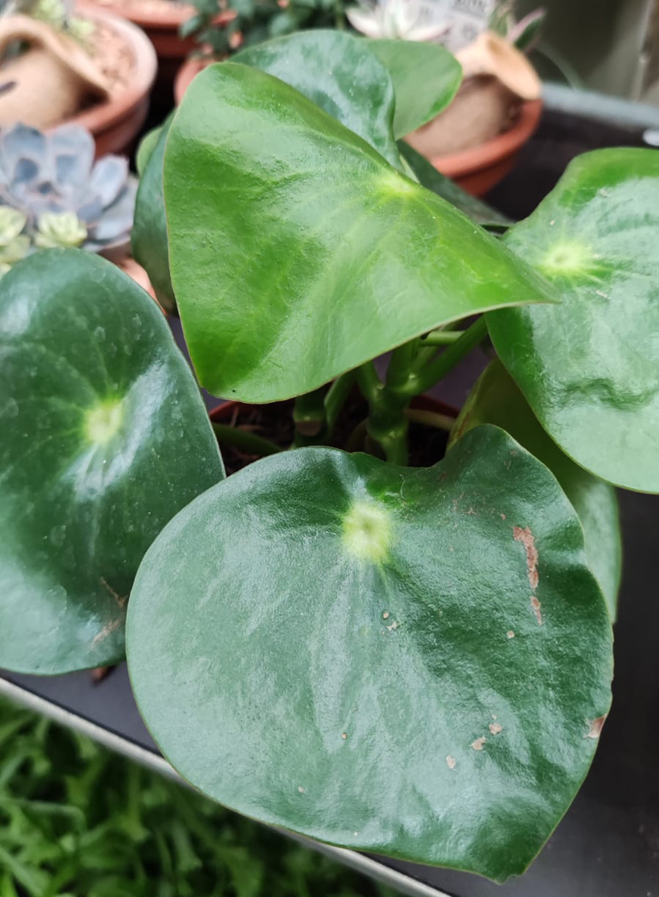 Pilea Raindrop, a planta da fortuna... Pilea Raindrop