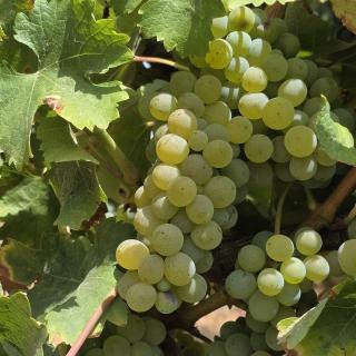 Cachos de Sauvignon Blanc - Quinta da Mata Fidalga 