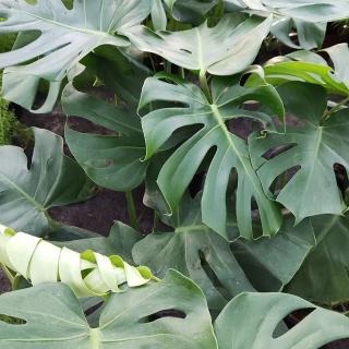 Monstera