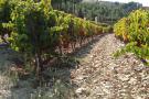 Prova de vinhos Companhia de Vinhos do Douro