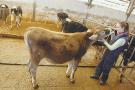Vaca Parda Suíça Sissi
