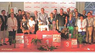 5ª Exposição Felina Internacional e a 6ª Exposição Canina Internacional
