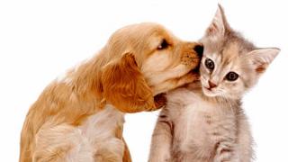 Consultório Veterinário São Bernardo