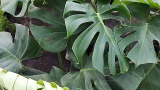 Monstera