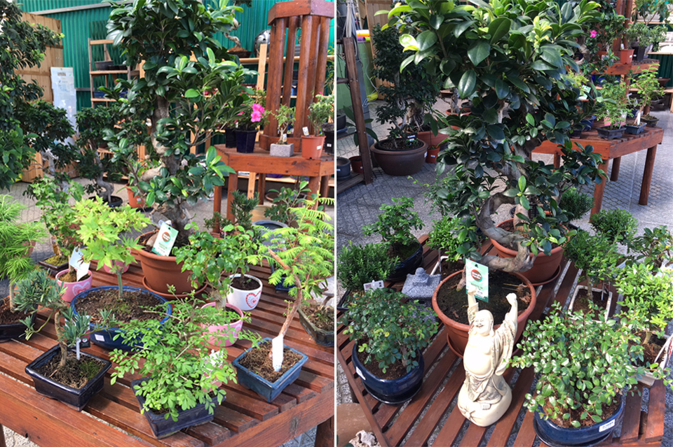 Bonsai e plantas Bonsai e plantas