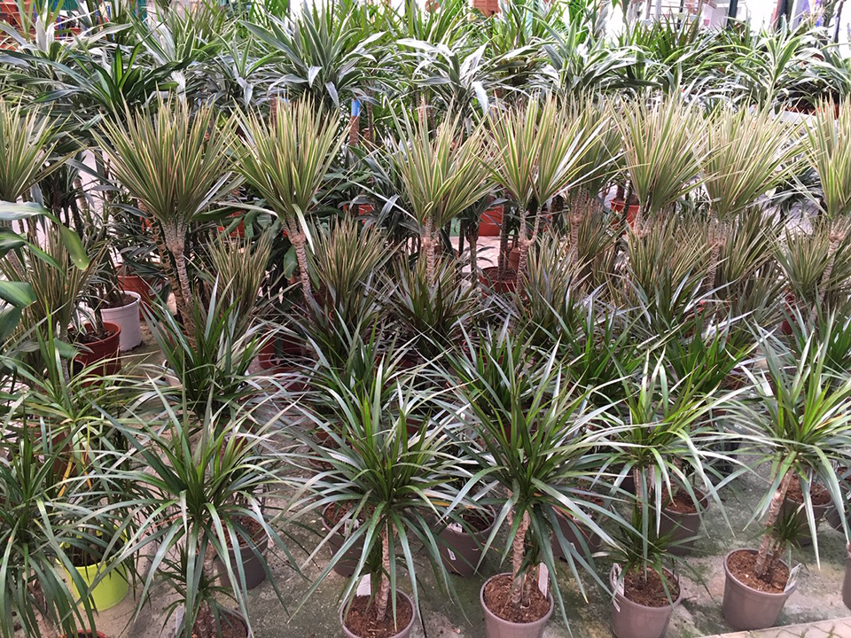 Plantas Exóticas