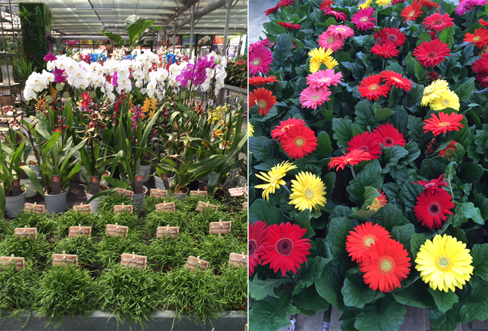 Flores Flores