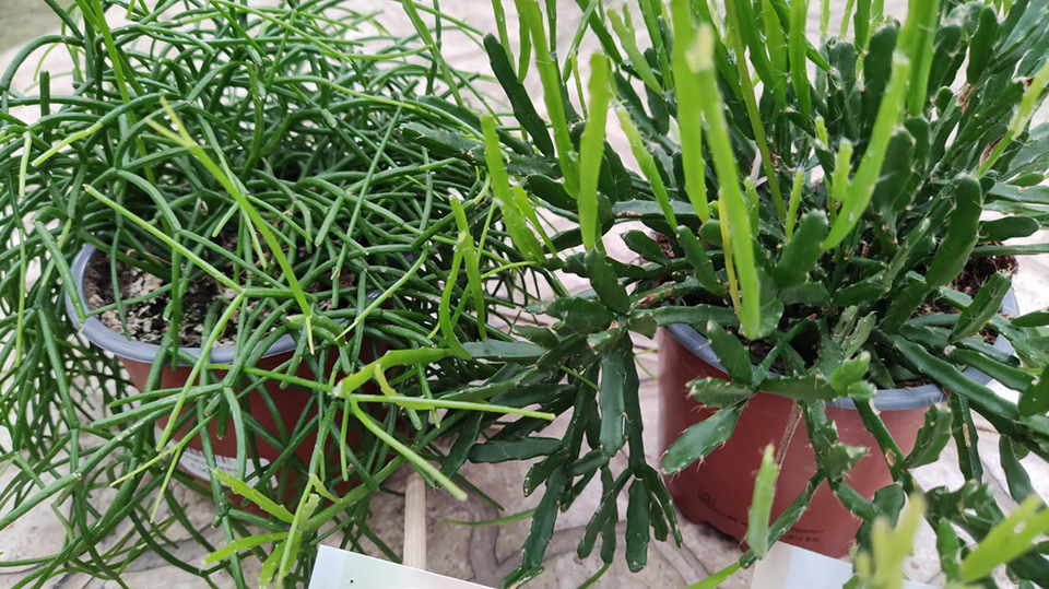 Rhipsalis Rhipsalis